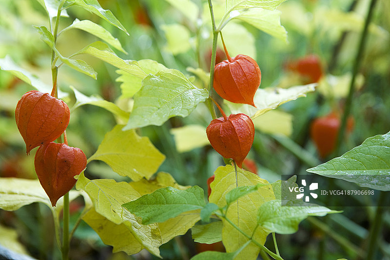 中国灯笼（酸浆）图片素材