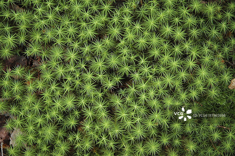 蕨类植物星形图案图片素材
