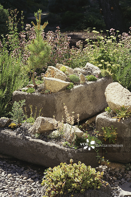 五针松和钧子草岩石花园图片素材