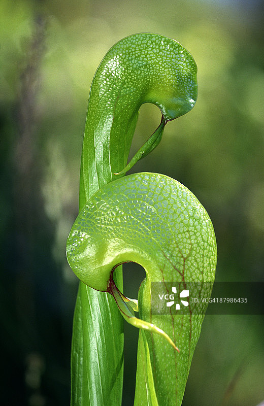 瓶子草图片素材