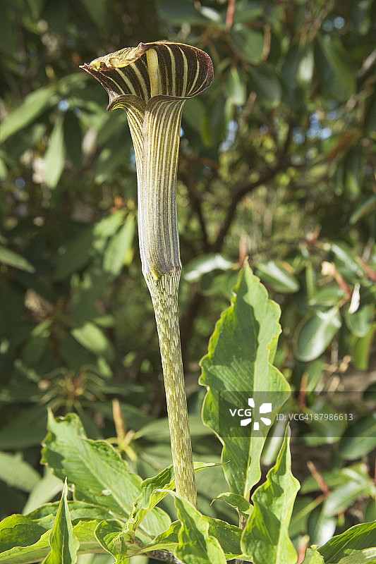 眼镜蛇瓶子草图片素材