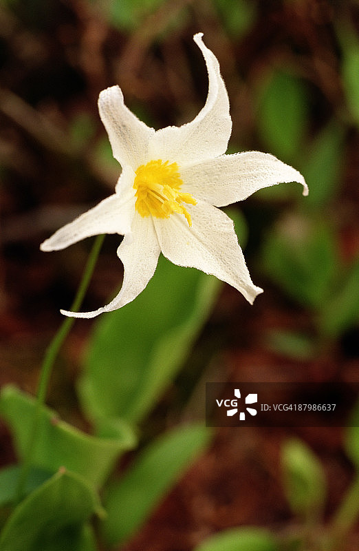 雪崩百合图片素材