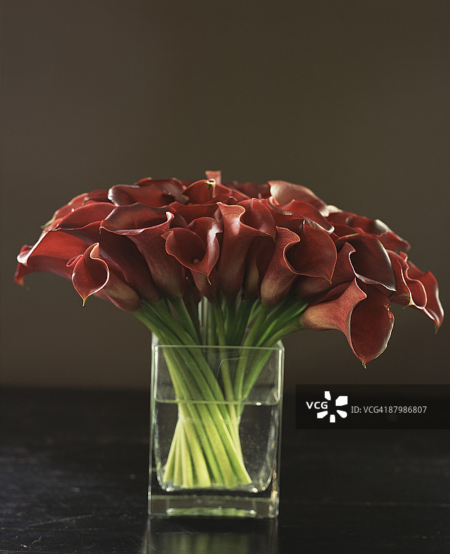 红色马蹄莲图片素材