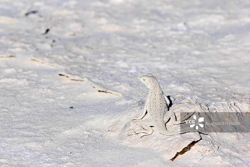 漂白的无耳蜥蜴图片素材