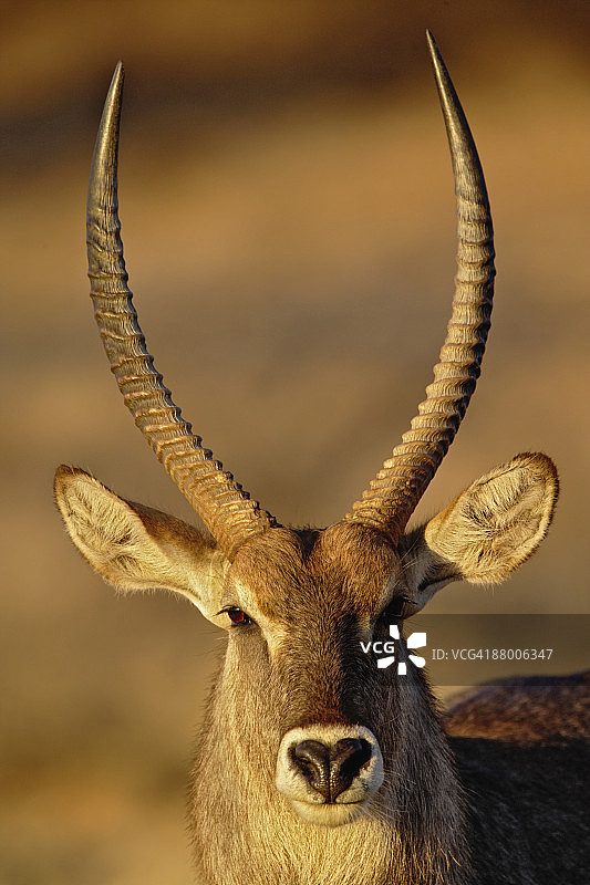 日落下的雄性德法萨水羚图片素材