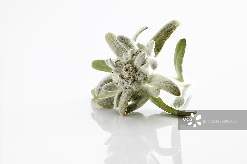 雪绒花（高山火绒草）图片素材