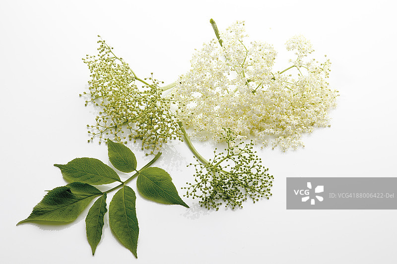 接骨木花（(Sambucus)），特写图片素材