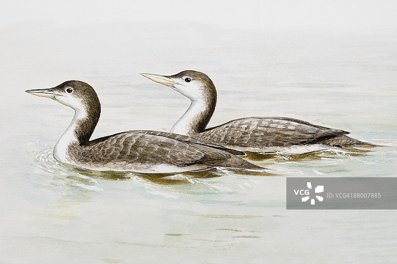 两只普通潜鸟在水中图片素材