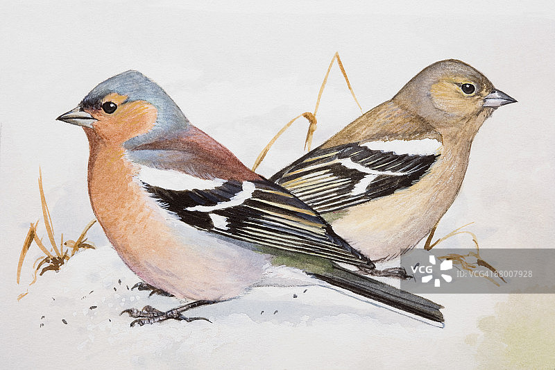 雄性和雌性苍头燕雀并排而坐图片素材