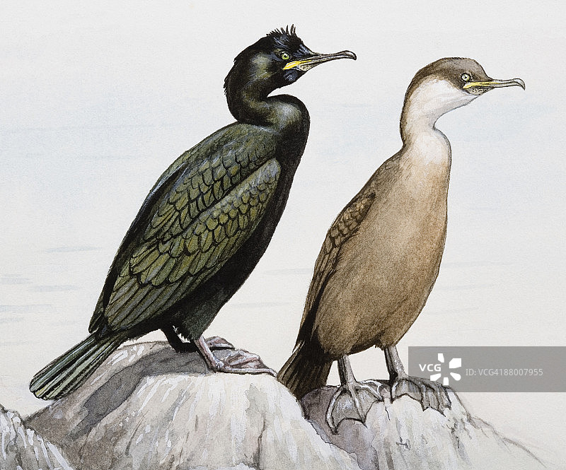 普通海鸬鹚图片素材