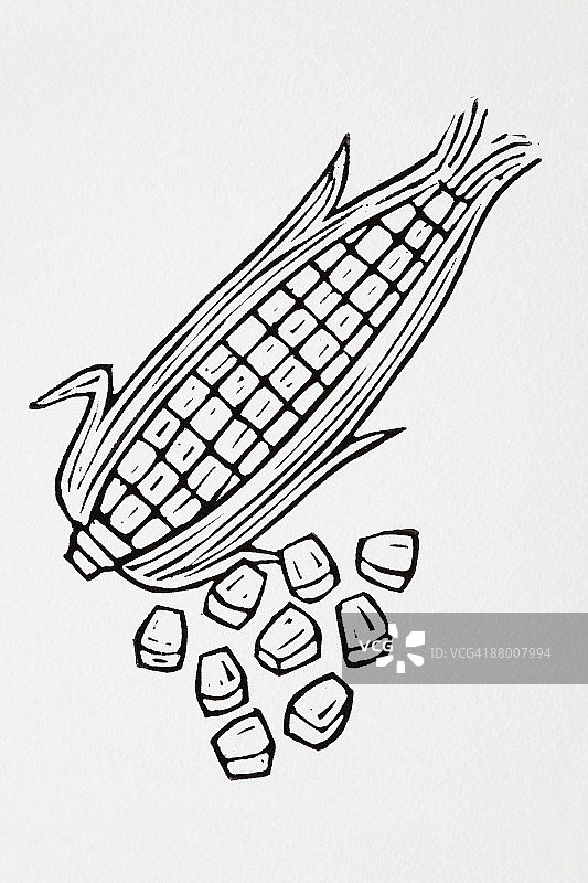 甜玉米黑白插画图片素材
