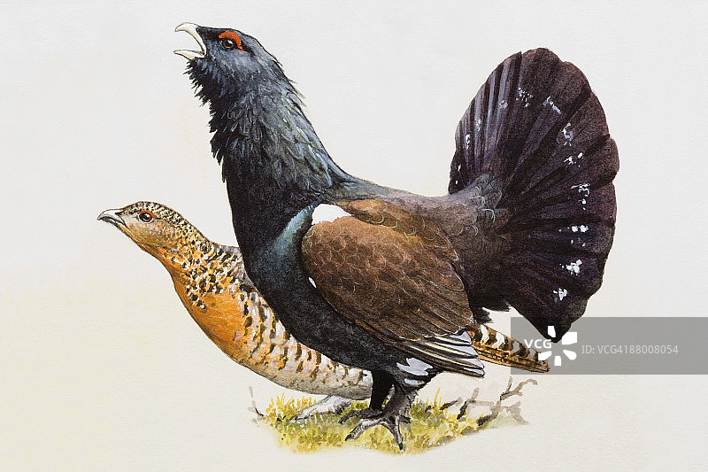 松鸡（Tetrao urogallus），雄性和雌性，侧视图图片素材