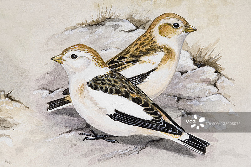雪鹀（Plectrophenax nivalis），两只鸟并排坐着，侧视图图片素材