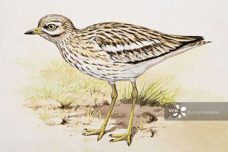 石鸻站立侧视图图片素材