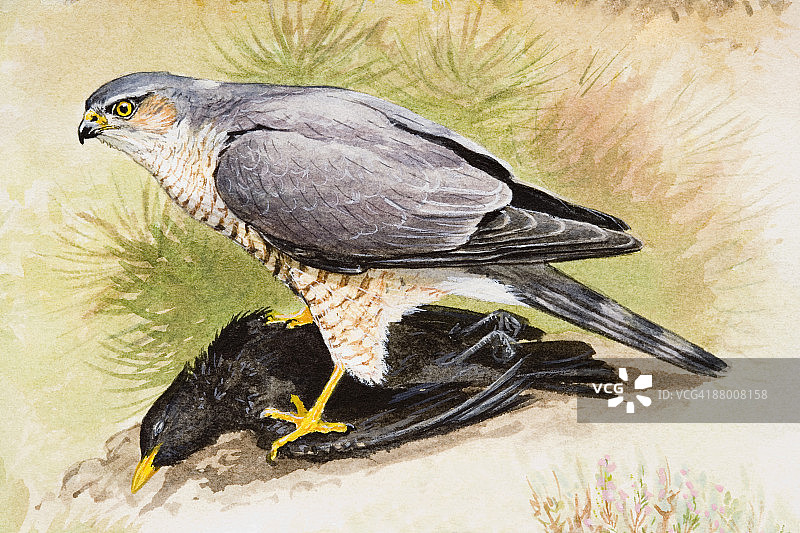 站在死去的乌鸫顶部的欧亚雀鹰侧视图图片素材