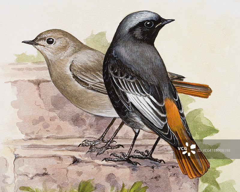 黑红尾鸲（Phoenicurus ochruros），雄性和雌性并排站立图片素材