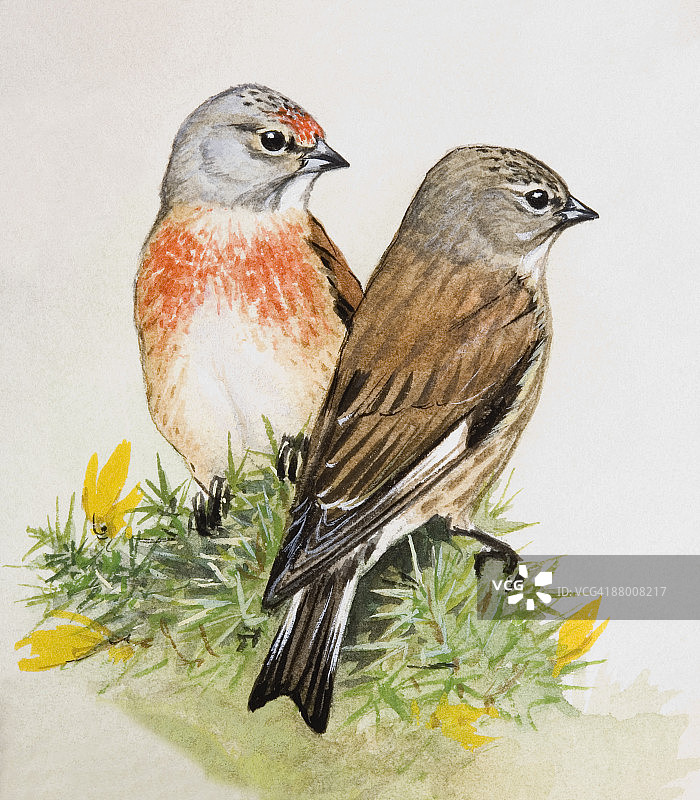 欧亚亚麻雀（Carduelis Cannabina），雄性和雌性，看向远方图片素材