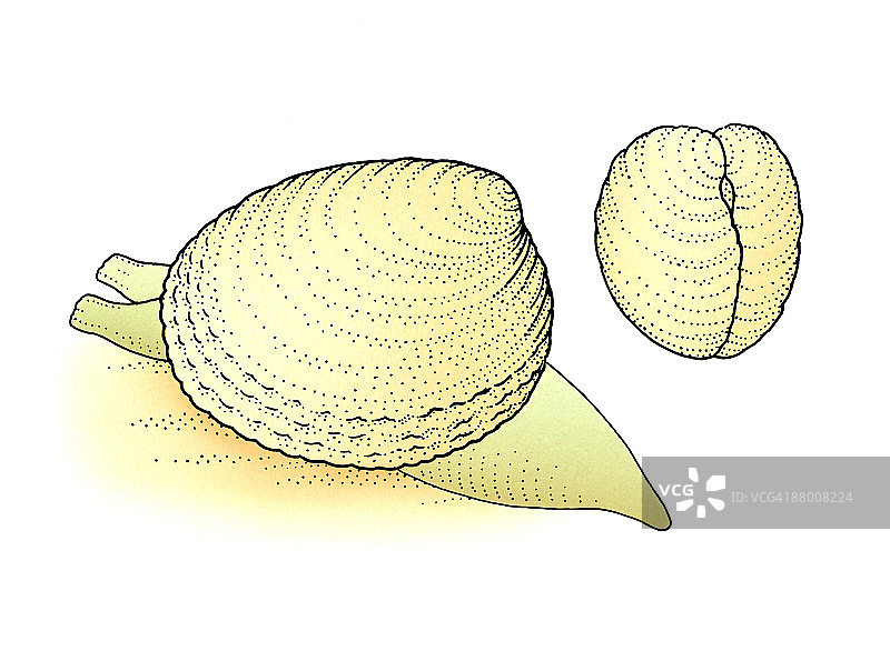 双壳类软体动物、海螺和贝壳示例图片素材