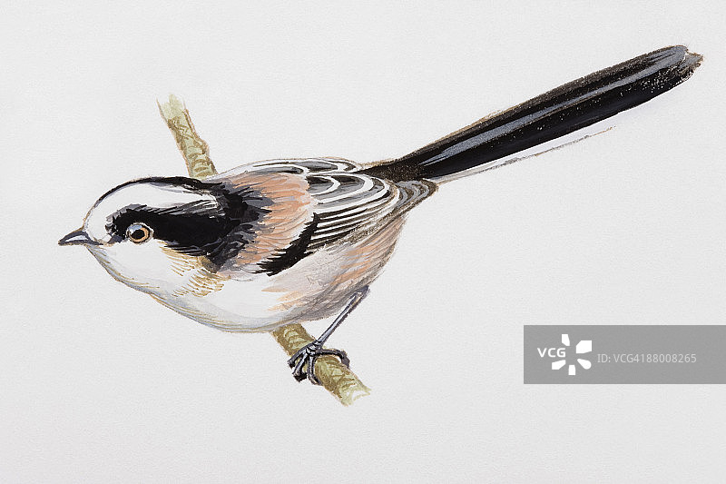 长尾山雀栖息在树枝上（侧视）图片素材