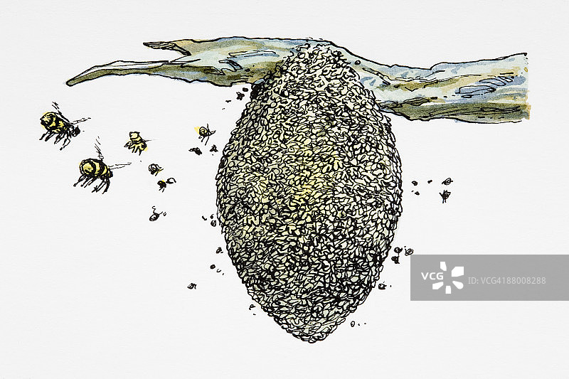 围绕蜂巢飞舞的黄蜂图片素材