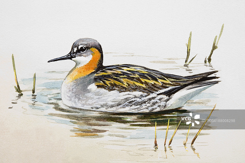 水中的红颈瓣足鹬（侧视）图片素材