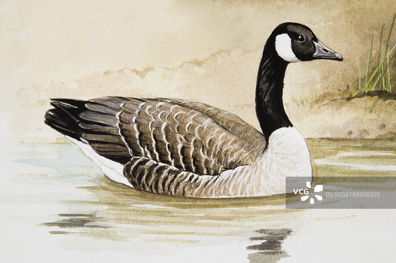水中的加拿大黑雁侧视图图片素材