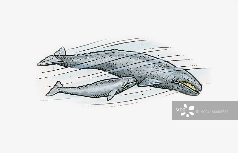 移动中的灰鲸喂养幼崽图片素材