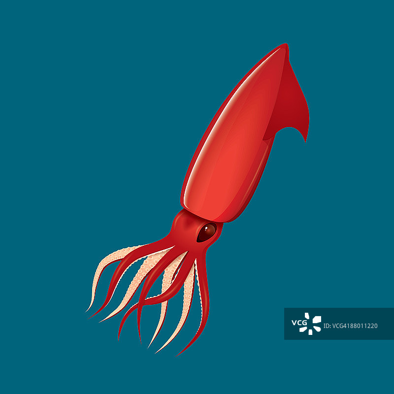 洪堡鱿鱼图片素材