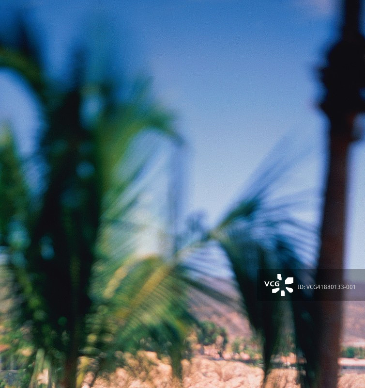 墨西哥下加利福尼亚州奇雷诺海湾棕榈树图片素材