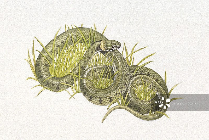 短吻草蛇缠绕草丛的插图图片素材