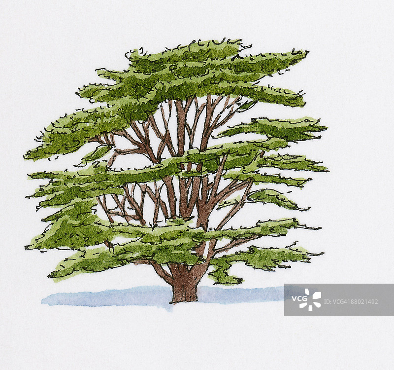 窄冠雪松（土耳其雪松）插画图片素材