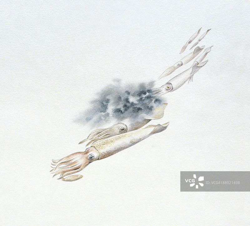 普通欧洲鱿鱼（Loligo vulgaris）释放墨汁的插图图片素材