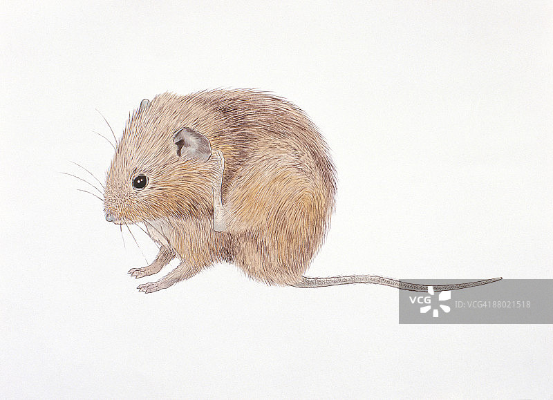 田鼠挠耳朵插画图片素材