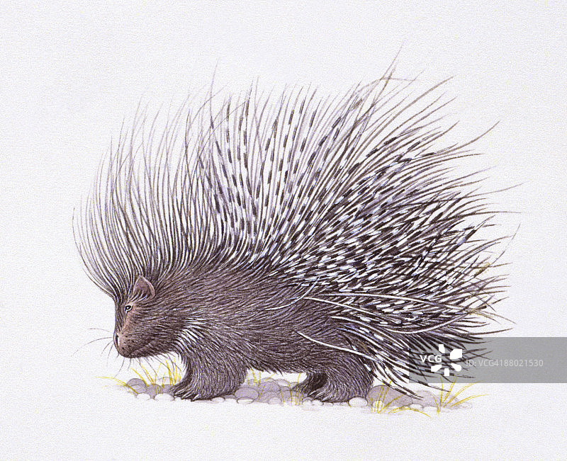 豪猪（Hystrix cristata）竖起棘刺插画图片素材