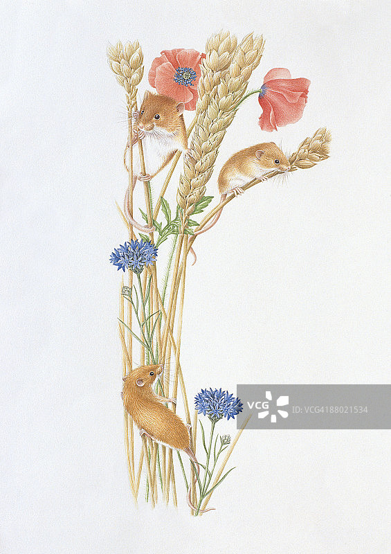攀爬在小麦秸秆上的小家鼠插画图片素材