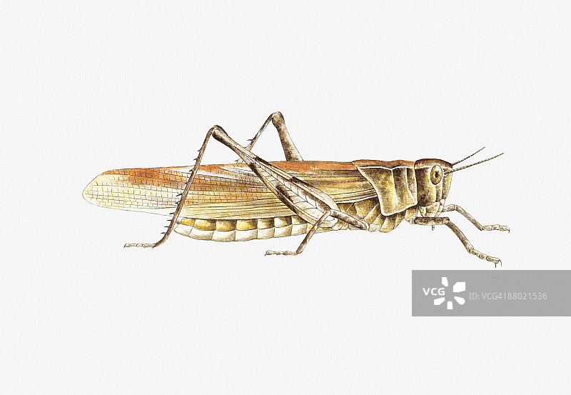 绿螽斯插画图片素材