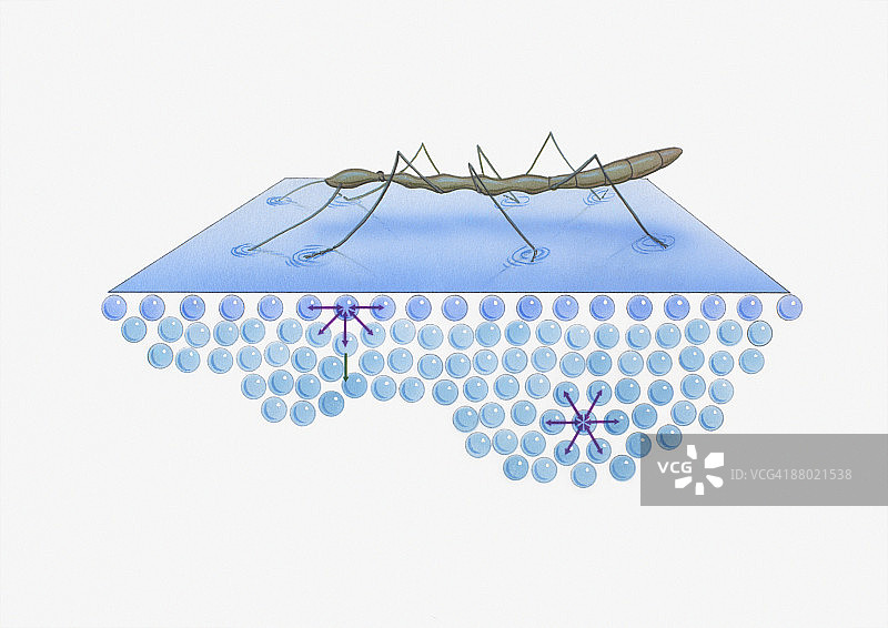 水黾水面行走与水面张力插画图片素材