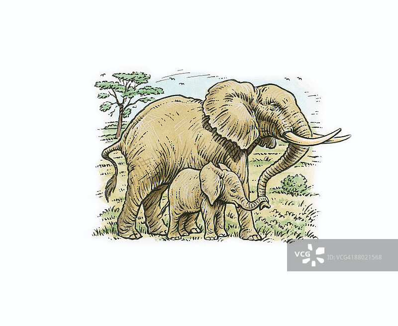 非洲丛林象及其幼崽在稀树草原上的插画图片素材
