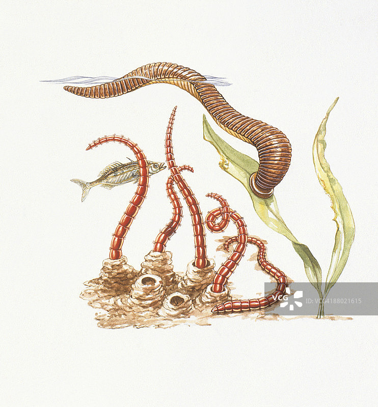 池塘中的血虫（摇蚊科）和医用水蛭插画图片素材