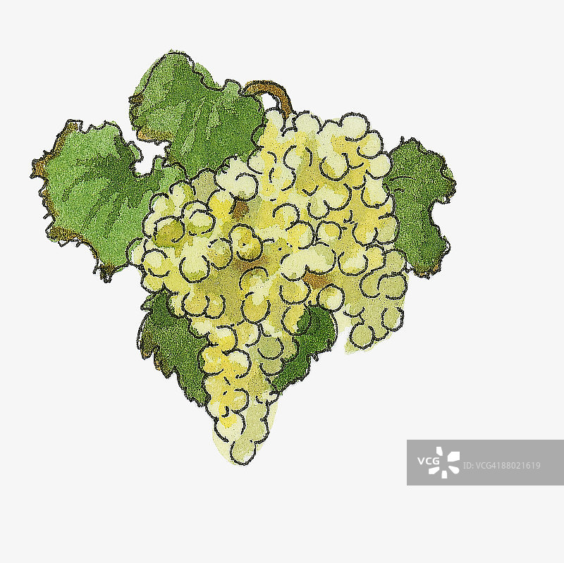 白色葡萄插画图片素材