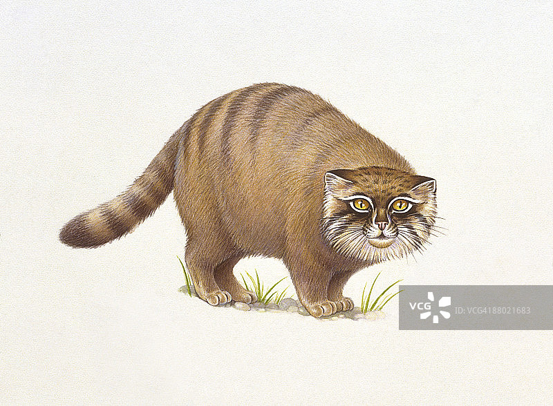 兔狲的插图图片素材