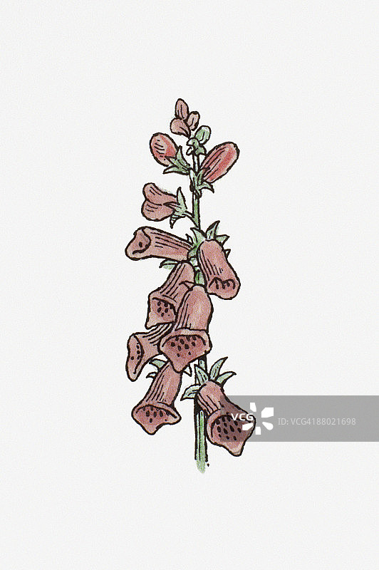 洋地黄（毛地黄）插画：粉色花朵和绿色叶子，用于心脏药物，长茎图片素材