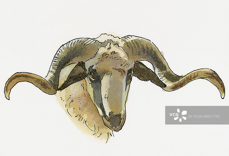 安纳托利亚盘羊插画图片素材