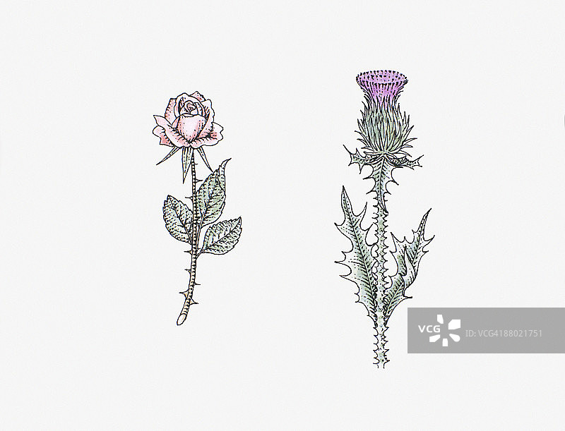 苏格兰蓟和粉红玫瑰插画图片素材