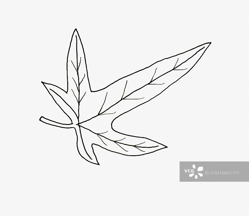 黑白插画：鸟足状常春藤叶图片素材