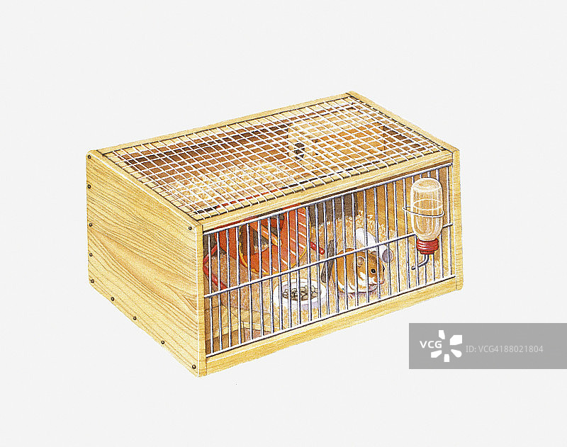 叙利亚金仓鼠插画（学名：Mesocricetus auratus），蜷伏在笼子前部的金属网后面图片素材