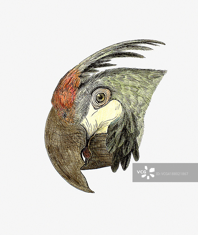 绿翼金刚鹦鹉侧面图插画图片素材