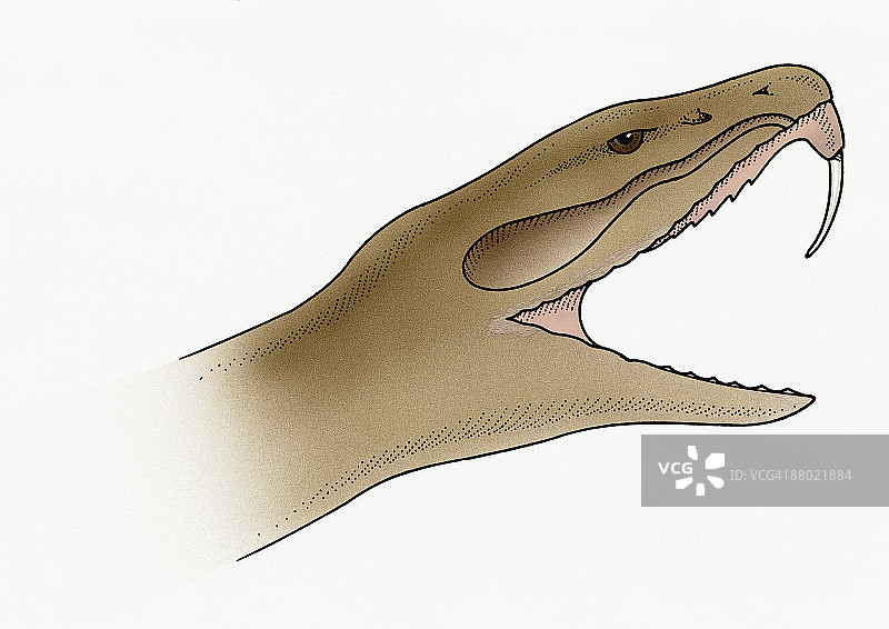 蛇的针状倒钩牙齿插画图片素材