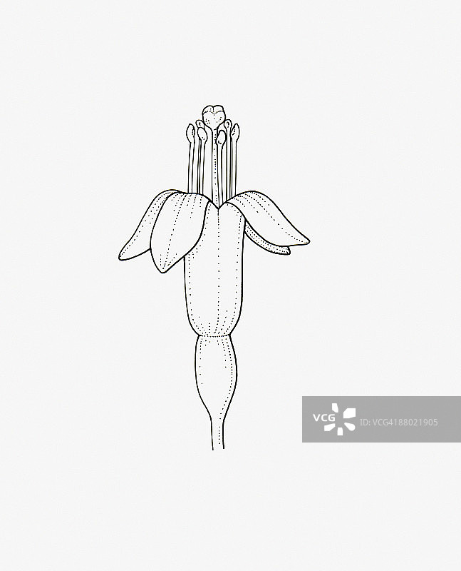 直立匍匐花萼花头的黑白插图图片素材