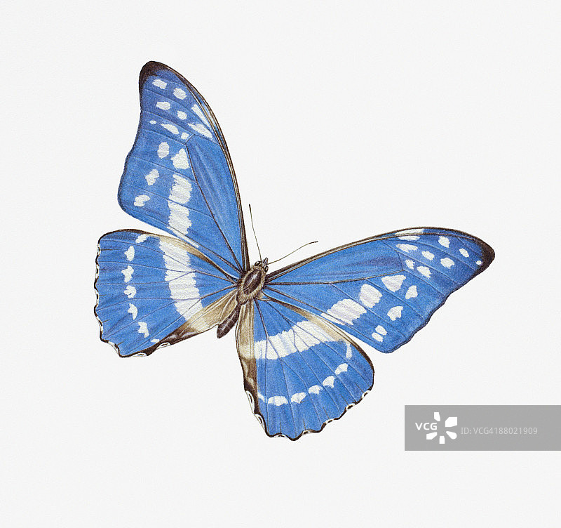 蓝色莫尔福蝴蝶（Morpho rhetenor Helena）插画图片素材